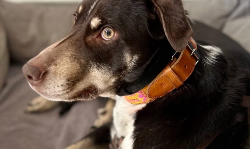 GERDA – ca. 4,5 Jahre