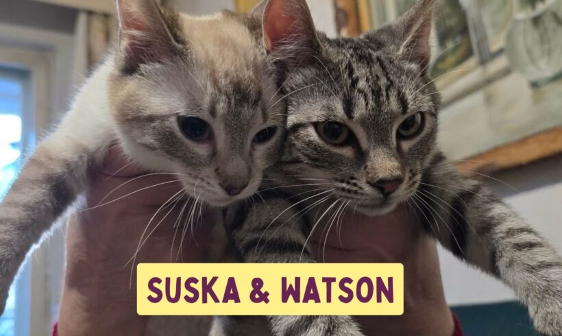 SUSKA&WATSON
