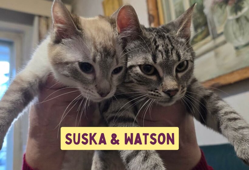 SUSKA&WATSON