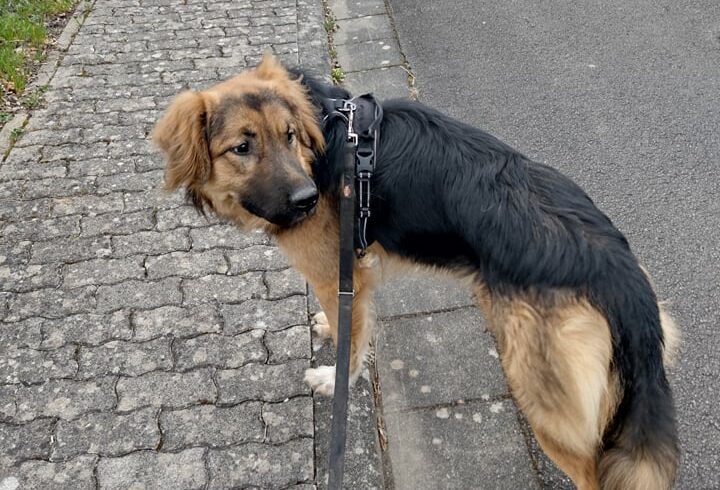 ZIMBA – ca. 2 Jahre