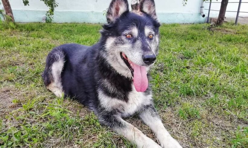 PEPPER – ca. 10 Jahre