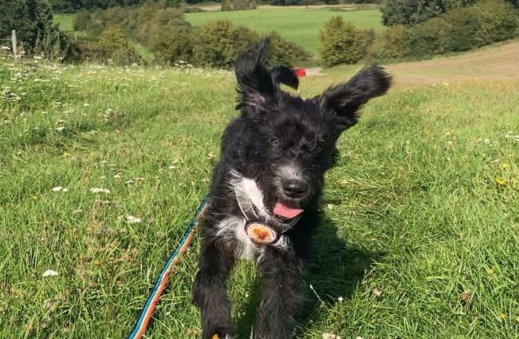 KOBOLD – ca. 8 Monate