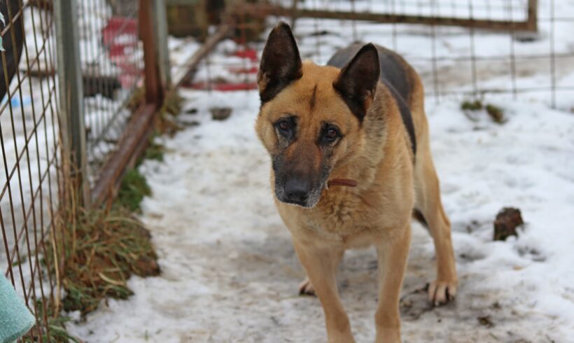 GAJA – ca. 4 – 5 Jahre