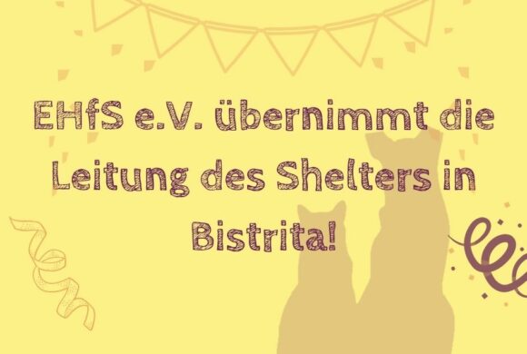 Wir übernehmen die Leitung des Shelters in Bistrita