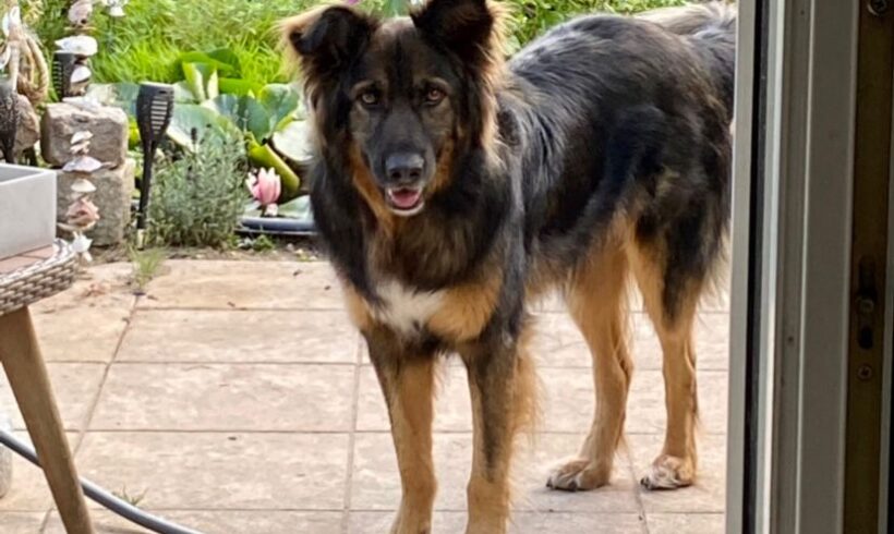 JOKO – ca. 7 Jahre