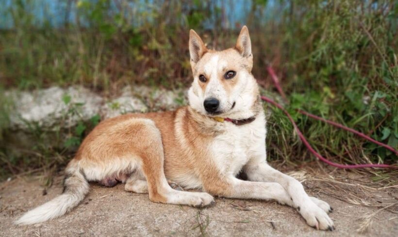 BALTO – ca. 4 Jahre