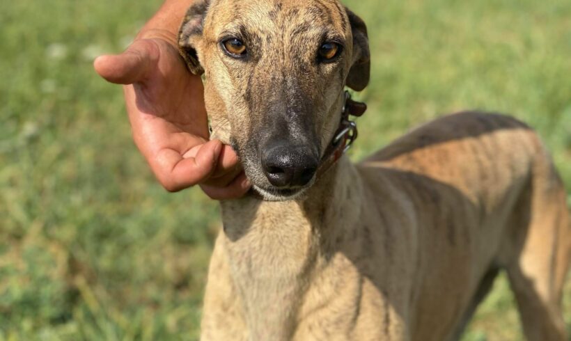 GIAMPIERO – ca. 5 Jahre