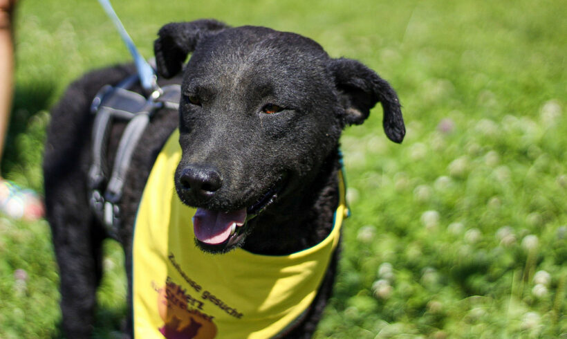 GLOSSI – ca. 3 Jahre