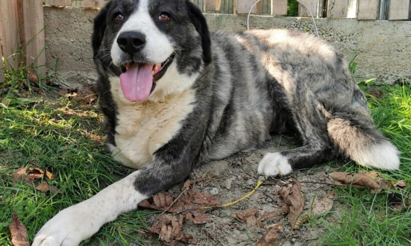 RAYA – ca. 7 – 8 Jahre