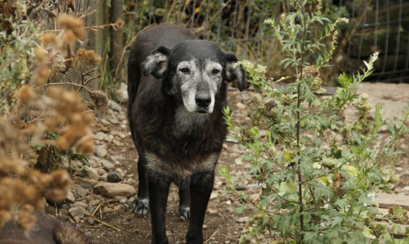 WELLA – ca. 13 Jahre