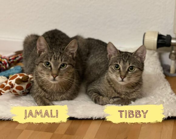 JAMALI&TIBBY – ca. 1,5 Jahre