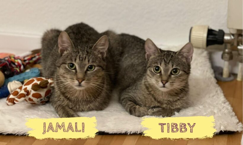 JAMALI&TIBBY – ca. 1,5 Jahre