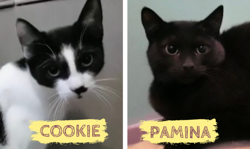 COOKIE&PAMINA – ca. 1,5 Jahre