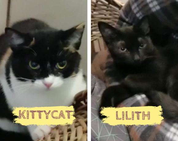 KITTYCAT&LILITH – ca. 1,5 Jahre