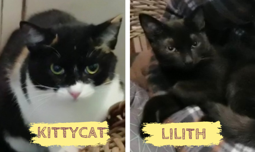 KITTYCAT&LILITH – ca. 1,5 Jahre