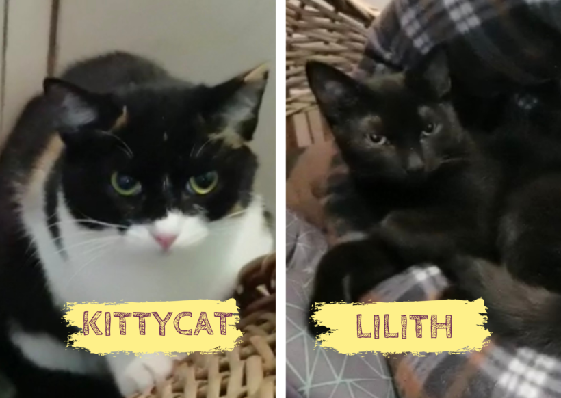 KITTYCAT&LILITH – ca. 1,5 Jahre