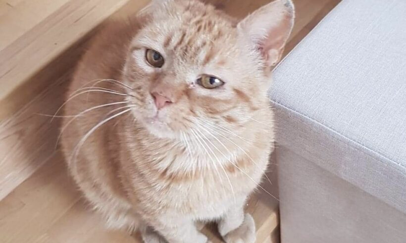 PAOPAO – FIV positiv – ca. 9 Jahre