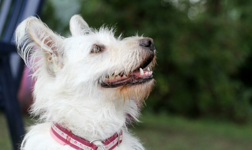 IRMA – ca. 6 Jahre