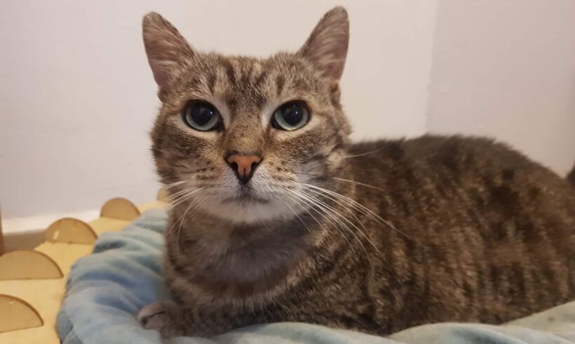 CALYPSO – FIV positiv – ca. 4 Jahre