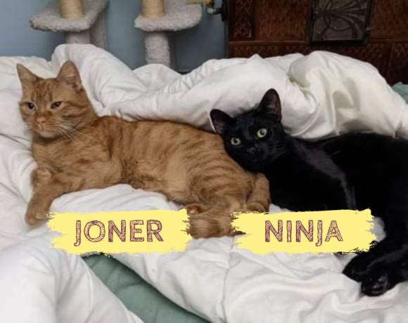 JONER&NINJA – ca. 1 Jahr
