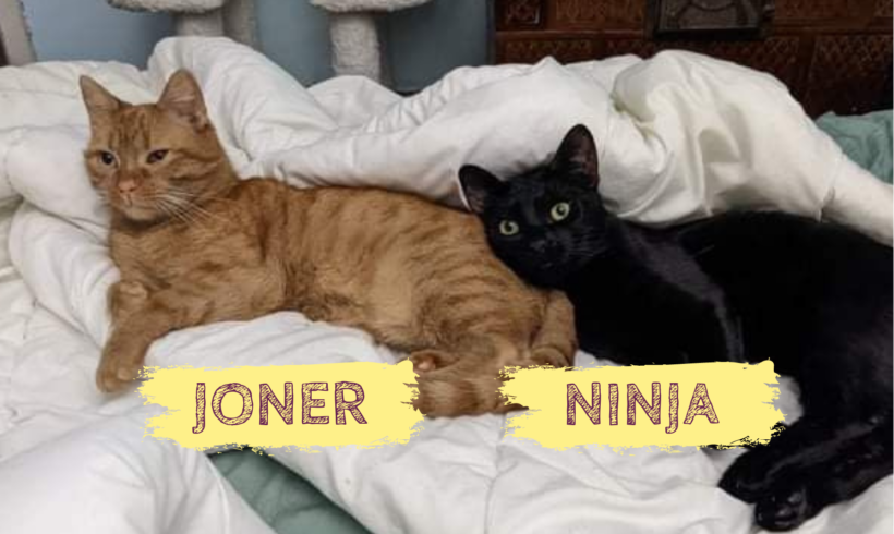 JONER&NINJA – ca. 1 Jahr