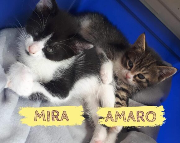 MIRA&AMARO – ca. 10 Monate