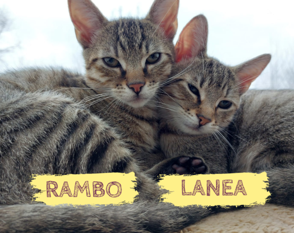 RAMBO&LANEA – ca. 4 Monate