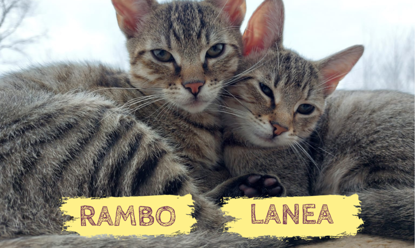 RAMBO&LANEA – ca. 4 Monate