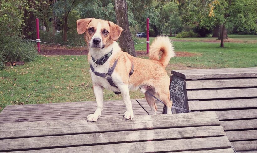 JOEY – ca. 2,5 Jahre