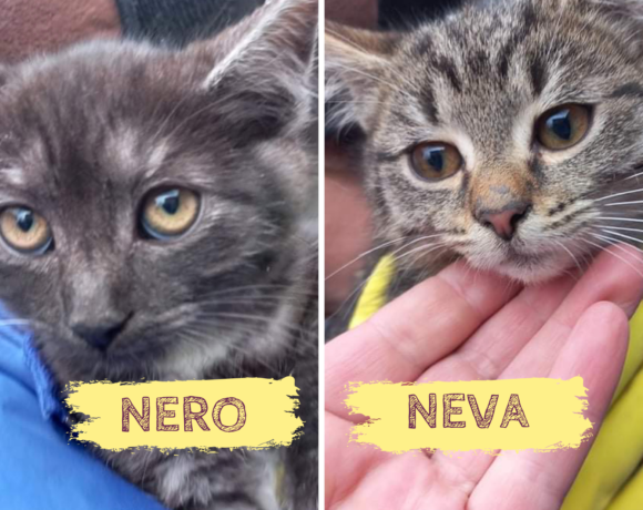NEVA&NERO – ca. 4 Monate