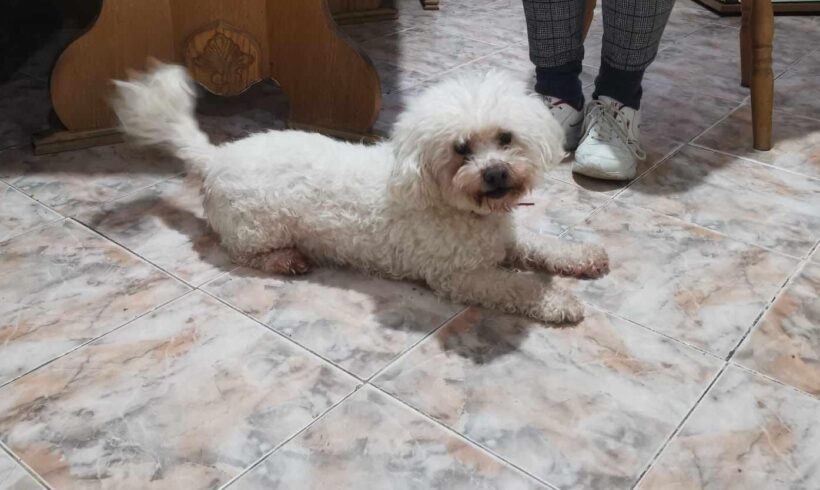 HILMAR – ca. 10 – 13 Jahre