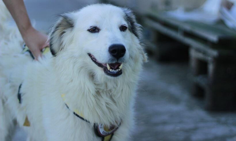 HELENE – ca. 3 Jahre