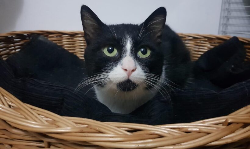 SALEM – FIV positiv – ca. 2 Jahre