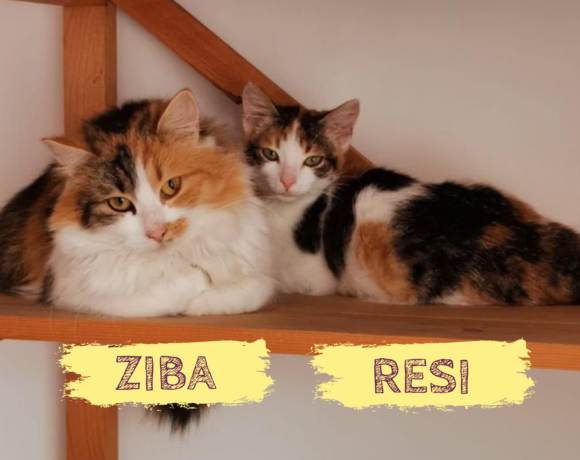 ZIBA&RESI – ca. 1,5 Jahre & 5 Monate