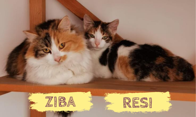 ZIBA&RESI – ca. 1,5 Jahre & 5 Monate