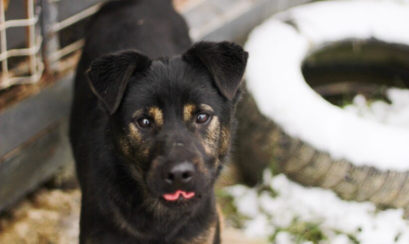 ROBIN – ca. 1 Jahr