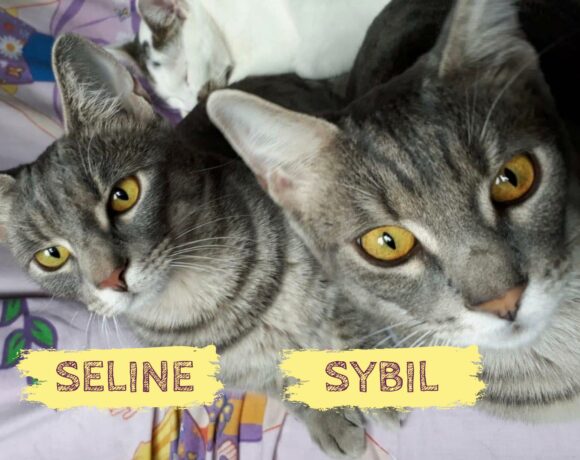 SYBIL & SELINE – ca. 1 Jahr