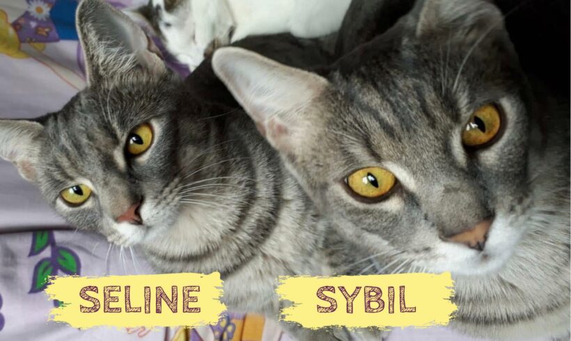 SYBIL & SELINE – ca. 1 Jahr