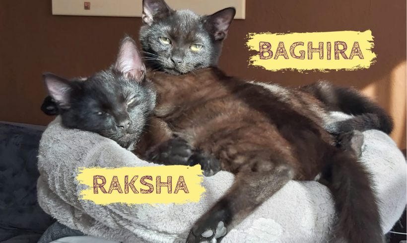 RAKSHA&BAGHIRA – ca. 6 Monate