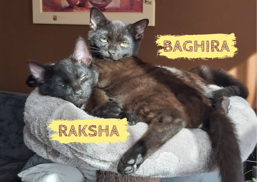 RAKSHA&BAGHIRA – ca. 6 Monate