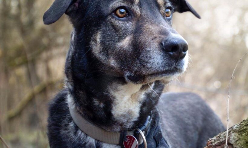 MAJOU – ca. 4 – 5 Jahre