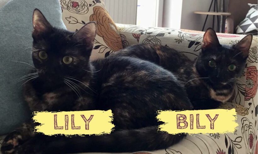 LILY&BILY – ca. 2 Jahre