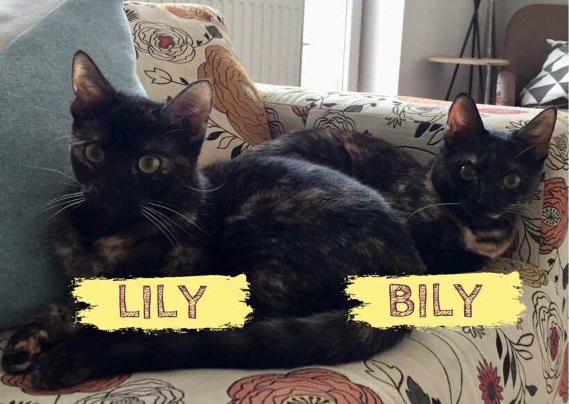 LILY&BILY – ca. 2 Jahre