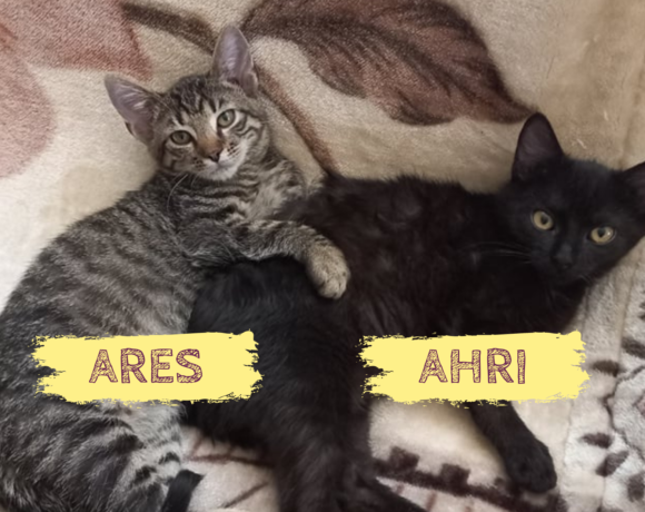 ARES&AHRI – ca. 7 Monate