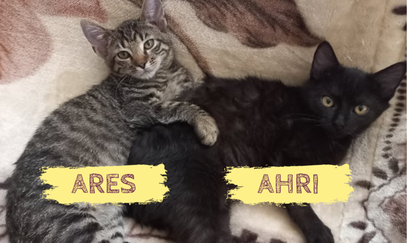 ARES&AHRI – ca. 7 Monate