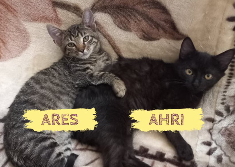 ARES&AHRI – ca. 7 Monate