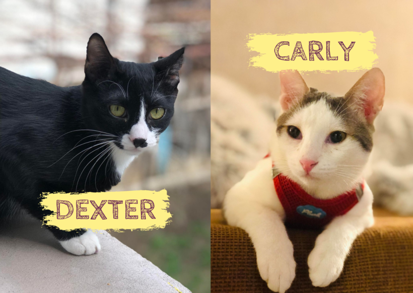 DEXTER&CARLY – ca. 10 & 7 Monate
