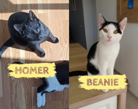 HOMER&BEANIE – ca. 9&7 Monate