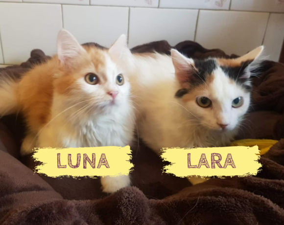 LUNA&LARA – ca. 8 Monate
