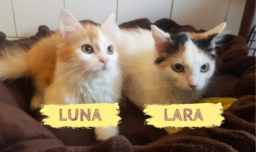 LUNA&LARA – ca. 8 Monate